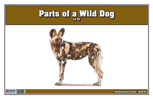 Parts of a Wild Dog Three Part Cards