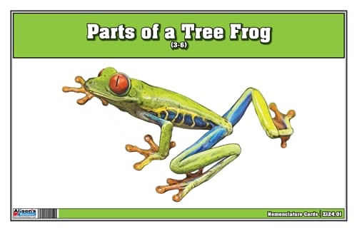 Parts of a Tree Frog Three Part Cards