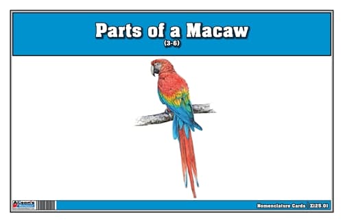 Parts of a Macaw Laminate & Cut