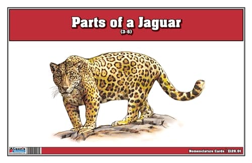 Parts of a Jaguar Three Part Cards