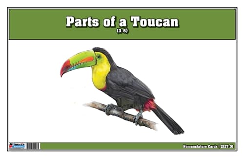Parts of a Toucan Three Part Cards