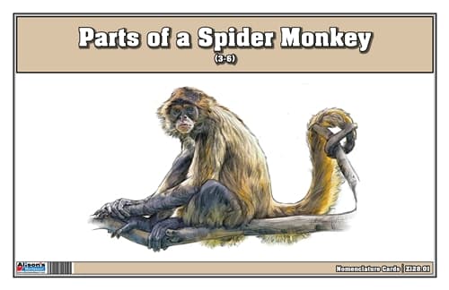 Parts of a Spider Monkey Three Part Cards