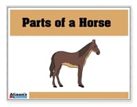Parts of a Horse Control Booklet