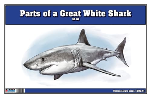 Great White Shark – 3-Part Cards (3-6)