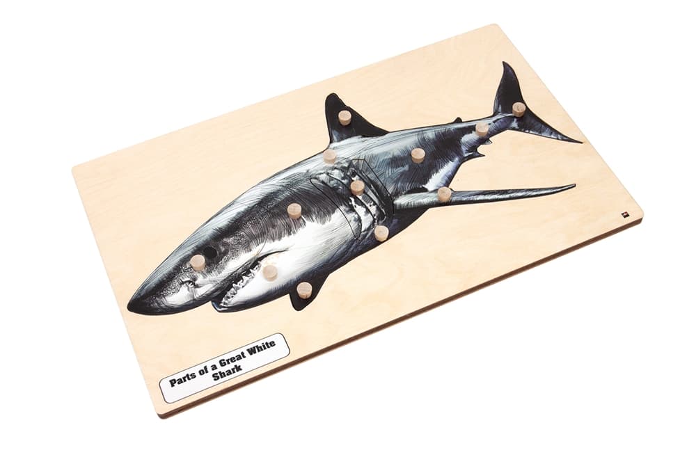 Great White Shark Puzzle & Nomenclature Cards 3-6