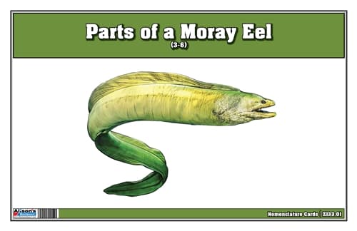 Moray Eel Anatomy – 3-Part Cards (3-6)