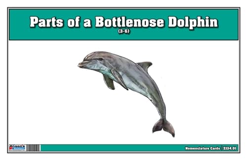 Parts of a Dolphin – 3-Part Cards (3-6)