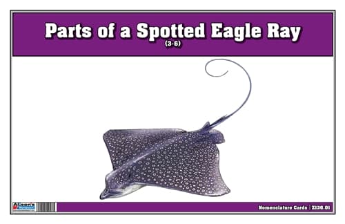 Spotted Eagle Ray – 3-Part Cards (3-6)