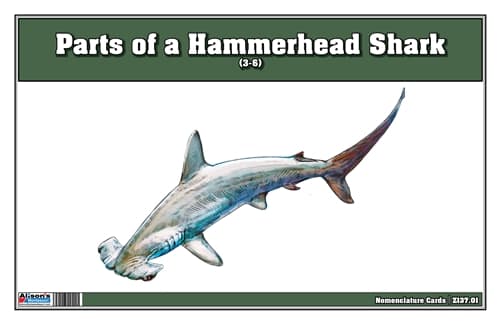 Parts of Hammerhead Shark – Cards (3-6)