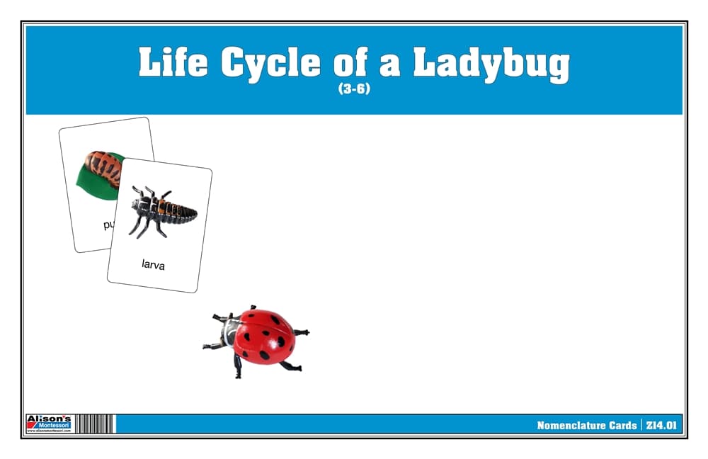 Life Cycle of a Ladybug Nomenclature Cards