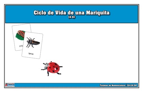 Ciclo de Vida de una Mariquita (3-6)