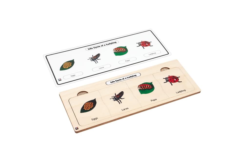 Life Cycle Puzzle: Ladybug
