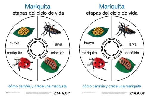 Cartas del Ciclo de Vida de una Mariquita