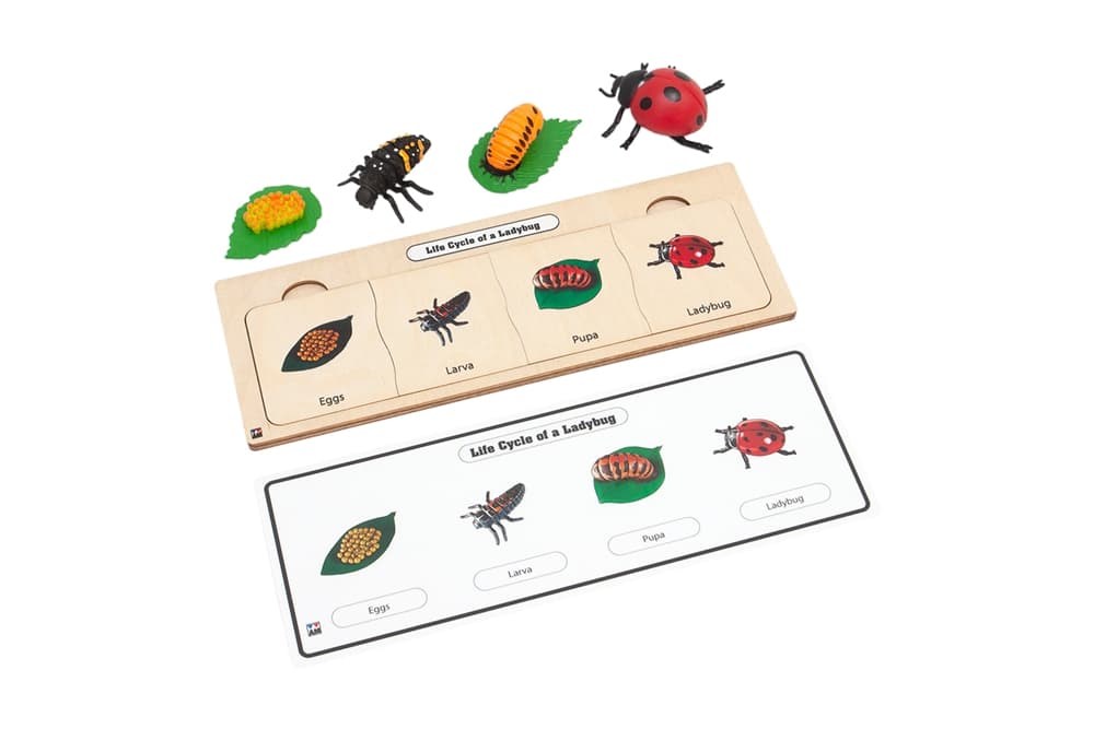 Life Cycle Set: Ladybug