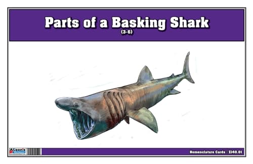 Montessori Basking Shark 3-Part Cards (Ages 3–6)