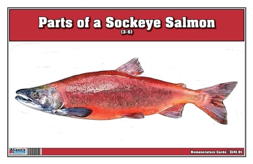 Parts of a Sockeye Salmon – 3-Part Cards