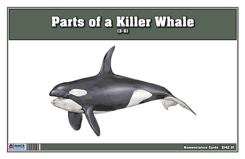 Parts of a Killer Whale – 3-Part Cards (3–6)