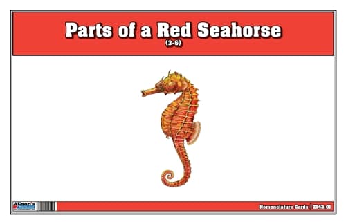 Parts of Red Seahorse Three Part Cards (3-6)