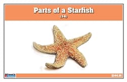 Parts of an Echinoderm – 3-Part Cards (3–6)