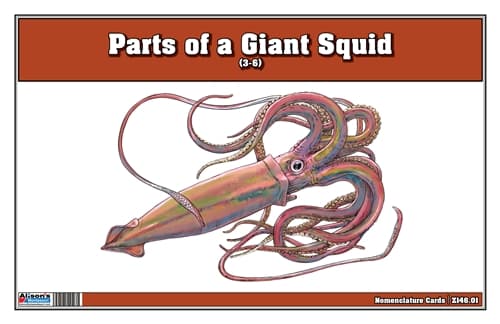 Parts of a Giant Squid – 3-Part Cards (3–6)