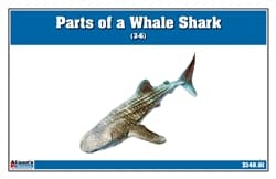 Parts of a Whale Shark – 3-Part Cards (3–6)