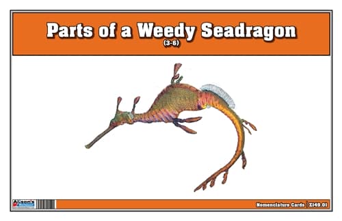 Parts of a Weedy Seadragon – 3-Part Cards (3–6)