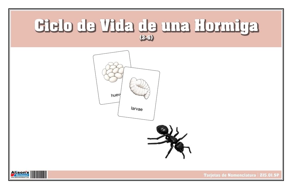 Tarjetas de Vida de Hormiga – Nomenclatura