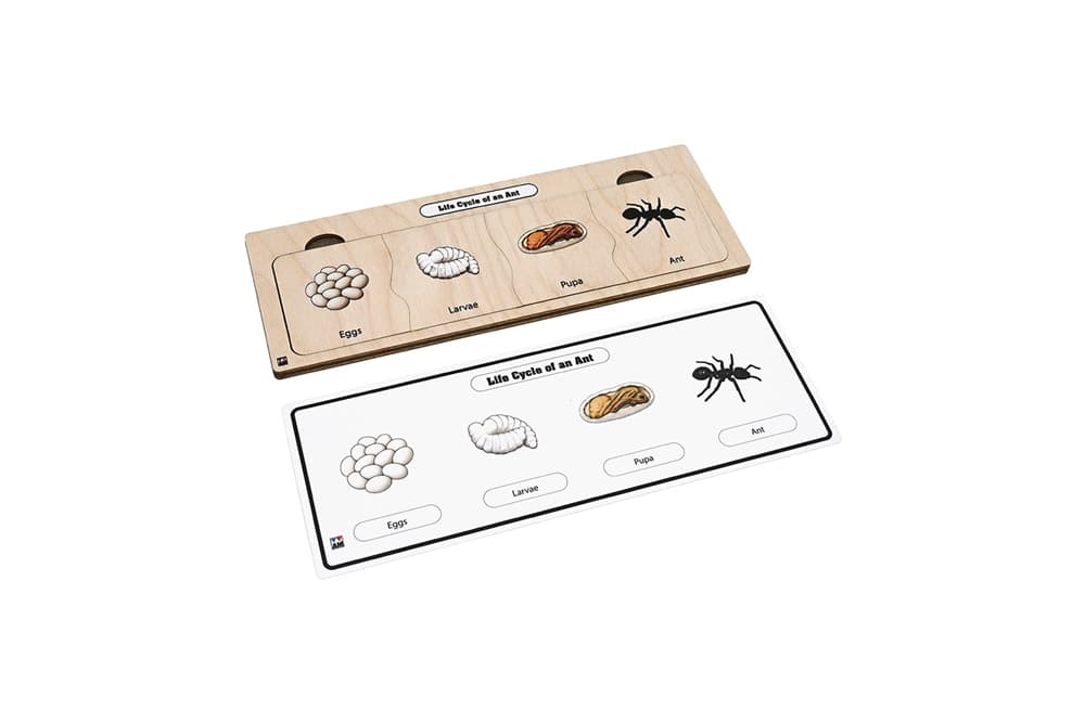 Life Cycle Puzzle: Ant