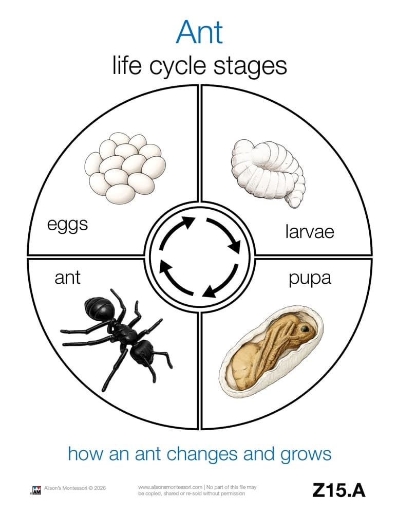 Life Cycle of an Ant Cards