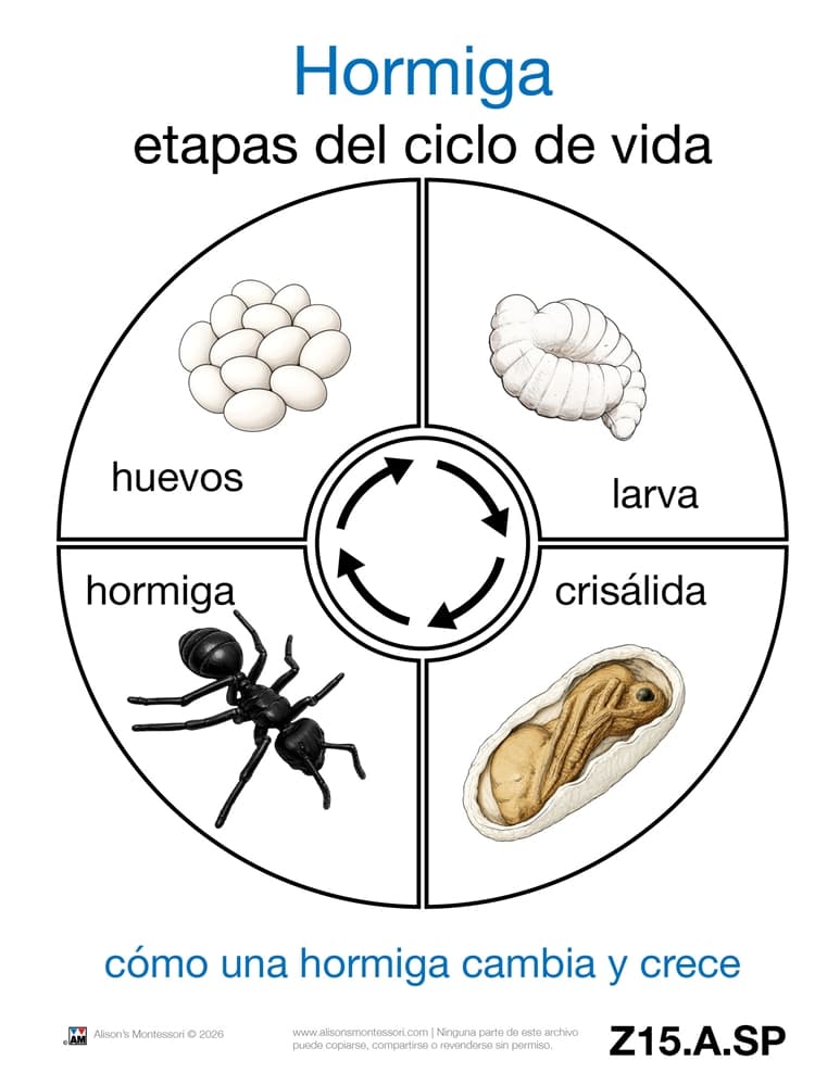 Cartas de Vida de una Hormiga
