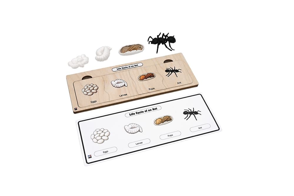 Life Cycle Set: Ant