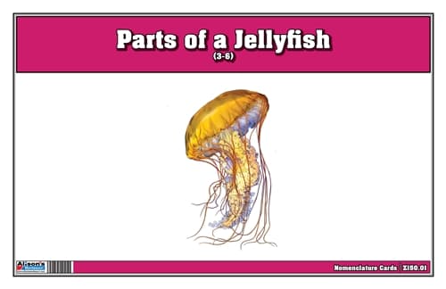 Parts of a Jellyfish Three Part Cards (3-6)