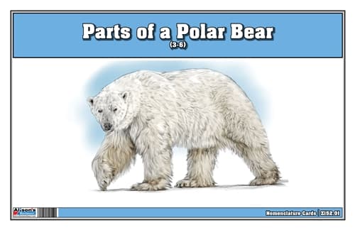 Parts of a Polar Bear Three Part Cards (3-6)