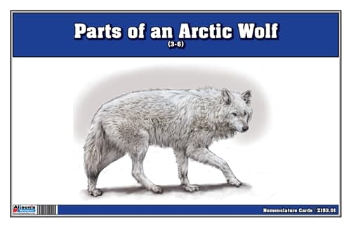 Parts of an Arctic Wolf – 3-Part Cards (3–6)