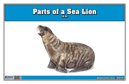 Parts of a Sea Lion Three Part Cards (3-6)