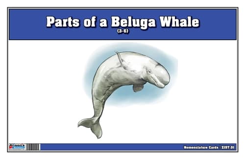 Parts of a Beluga Whale – 3-Part Cards (3–6)