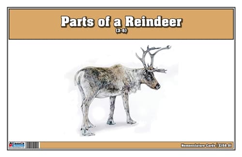 Parts of a Reindeer Three Part Cards (3-6)