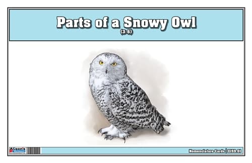 Parts of a Snowy Owl Three Part Cards (3-6)