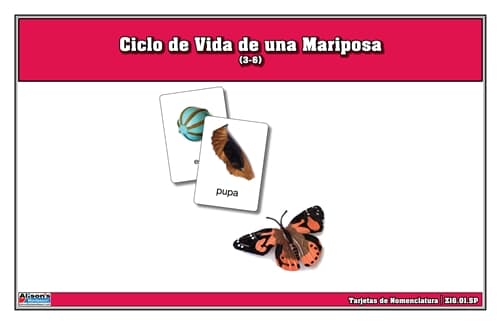 Tarjetas de Nomenclatura: Ciclo de