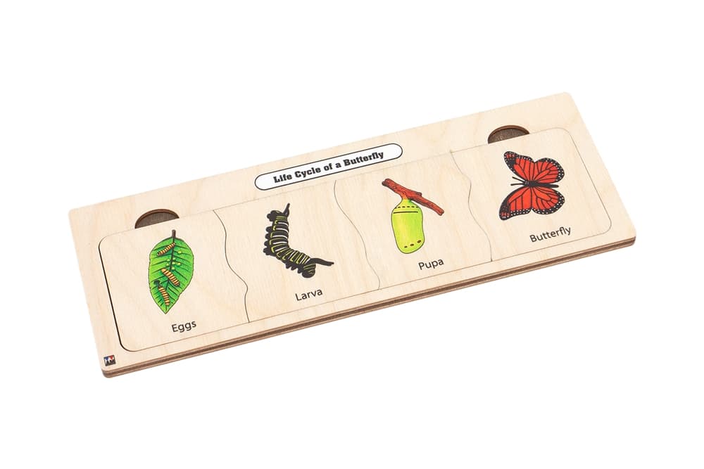 Life Cycle Puzzle: Butterfly