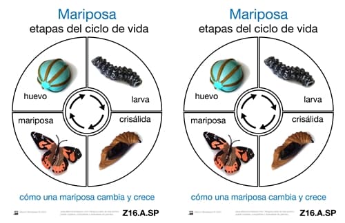 Tarjetas del Ciclo de Vida de una Mariposa