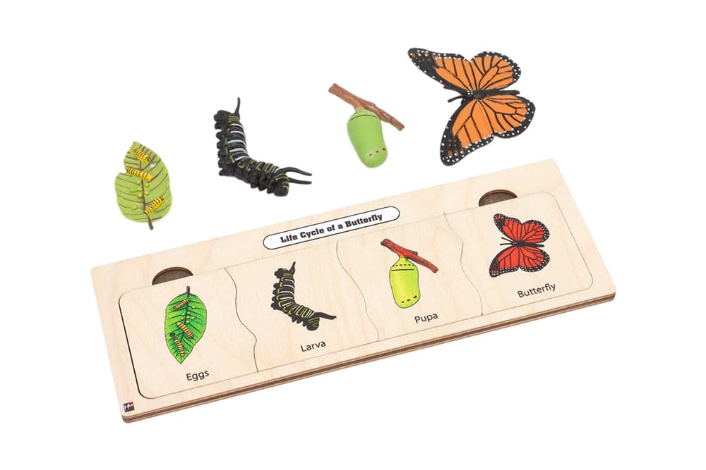 Life Cycle Set: Butterfly