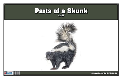 Parts of a Skunk Three Part Cards (3-6)