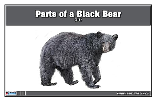 Parts of a Black Bear Three Part Cards (3-6)