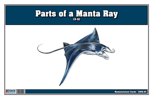 Parts of a Manta Ray Three Part Cards (3-6)