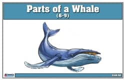 Parts of a Whale (6-9) Laminate & Cut