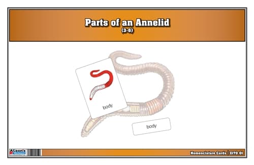 Parts of an Annelid Nomenclature Cards (3-6)
