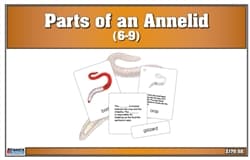 Parts of an Annelid Nomenclature Cards (6-9)