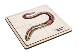 Parts of an Annelid Puzzle and Cards (6-9)