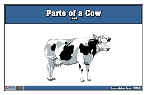 Parts of a Cow Nomenclature Cards (3-6)